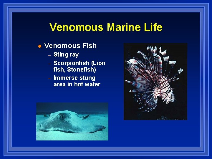 Venomous Marine Life l Venomous Fish – – – Sting ray Scorpionfish (Lion fish,