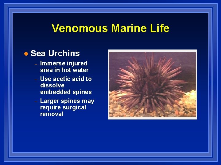 Venomous Marine Life l Sea Urchins – – – Immerse injured area in hot