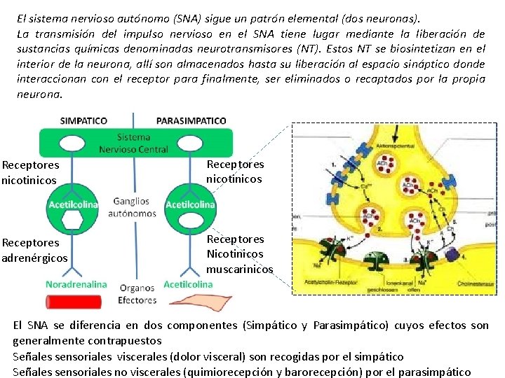 El sistema nervioso autónomo (SNA) sigue un patrón elemental (dos neuronas). La transmisión del