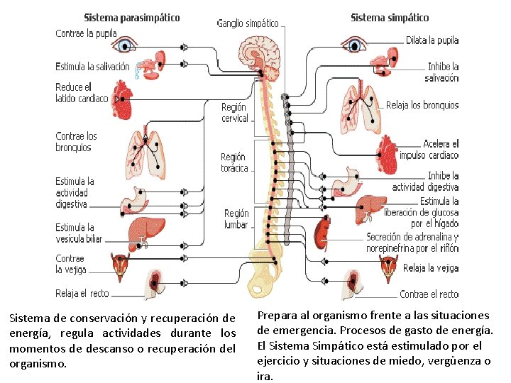 Sistema de conservación y recuperación de energía, regula actividades durante los momentos de descanso