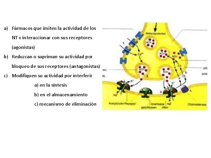 a) Fármacos que imiten la actividad de los NT x interaccionar con sus receptores