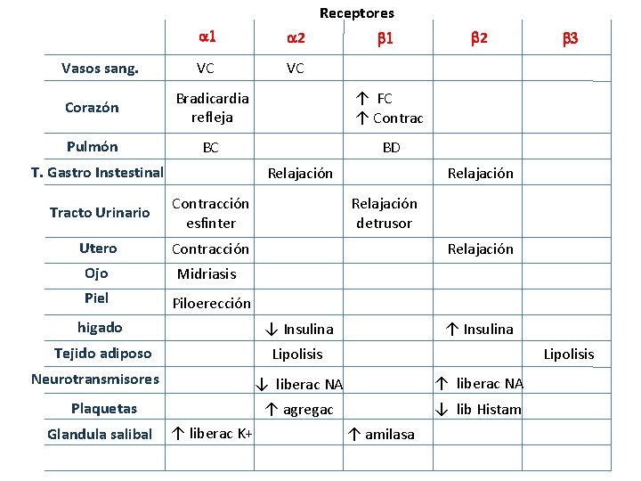 Receptores Vasos sang. a 1 a 2 VC VC b 1 Corazón Bradicardia refleja