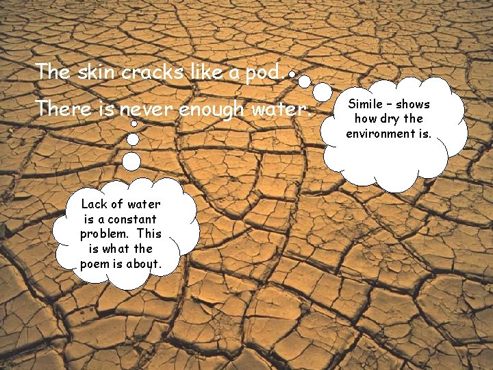 The skin cracks like a pod. There is never enough water. Lack of water The skin cracks like a pod. There is never enough water. Lack of water