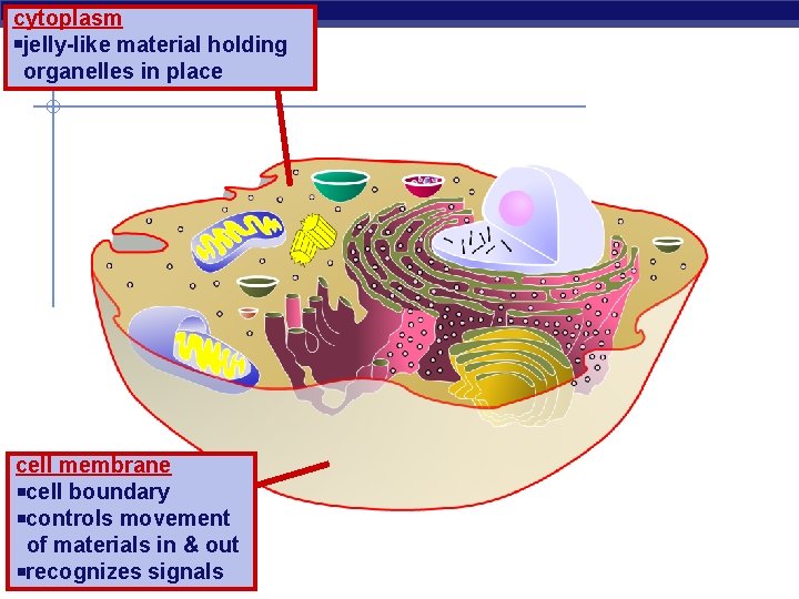 cytoplasm jelly-like material holding organelles in place cell membrane cell boundary controls movement of