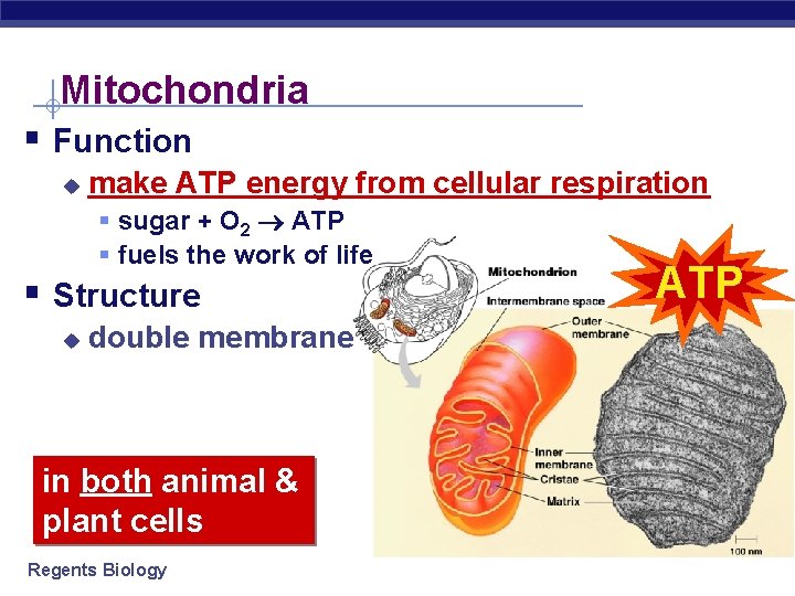 Mitochondria § Function u make ATP energy from cellular respiration § sugar + O