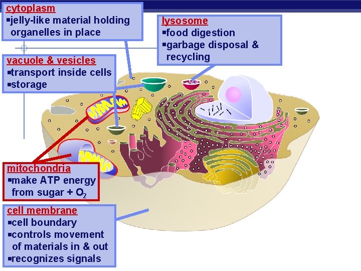 cytoplasm jelly-like material holding organelles in place vacuole & vesicles transport inside cells storage