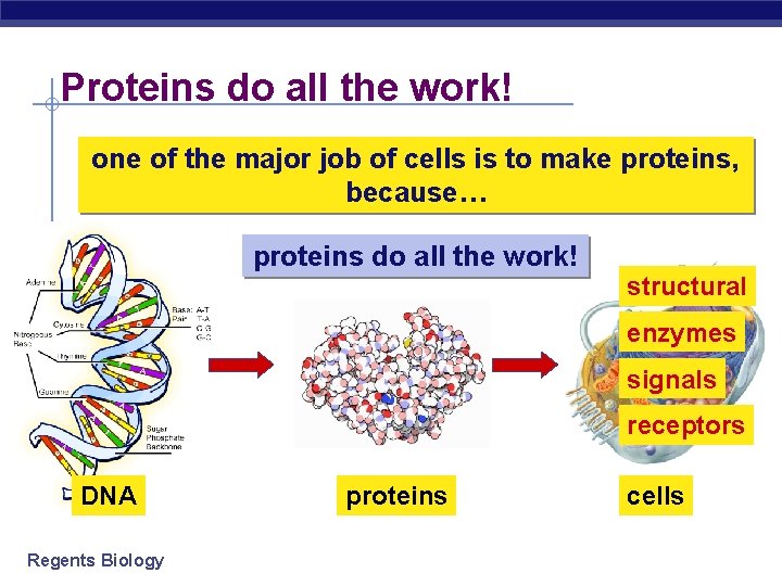 Proteins do all the work! one of the major job of cells is to