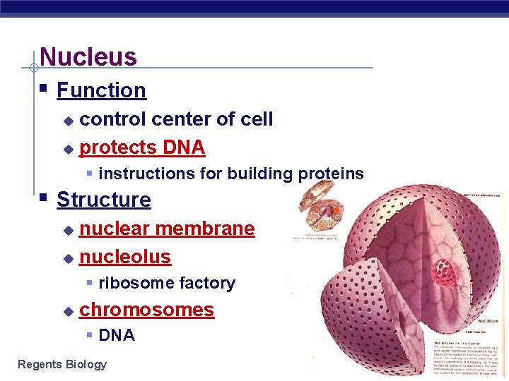 Nucleus § Function control center of cell u protects DNA u § instructions for
