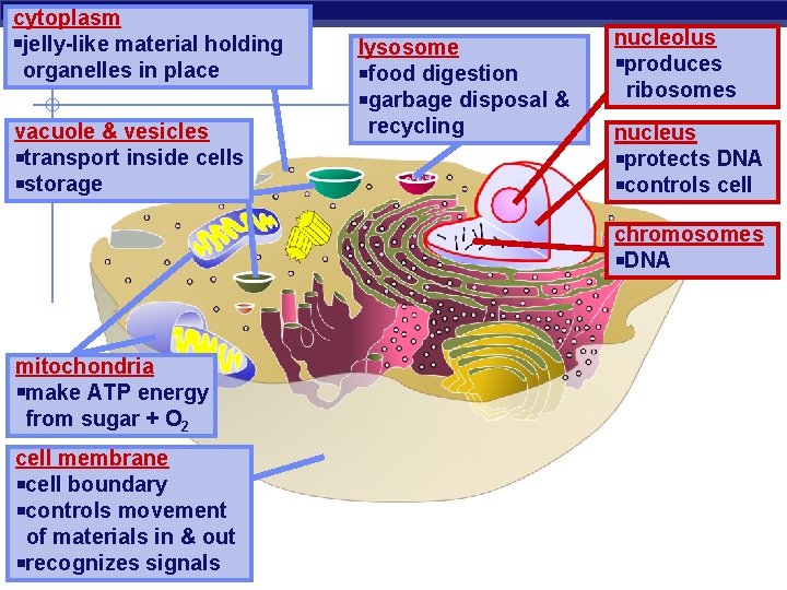 cytoplasm jelly-like material holding organelles in place vacuole & vesicles transport inside cells storage