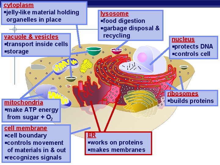 cytoplasm jelly-like material holding organelles in place vacuole & vesicles transport inside cells storage