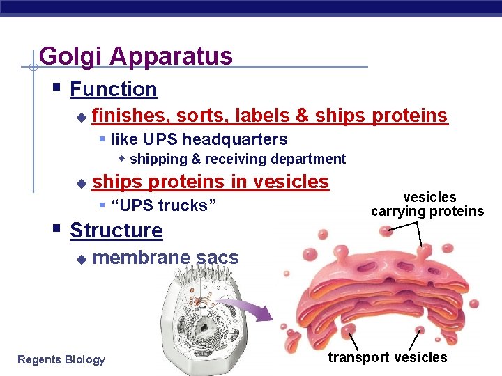 Golgi Apparatus § Function u finishes, sorts, labels & ships proteins § like UPS