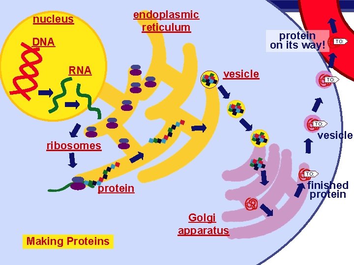 endoplasmic reticulum nucleus protein on its way! DNA RNA vesicle TO: vesicle ribosomes TO: