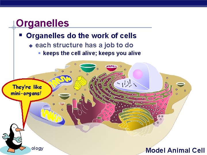 Organelles § Organelles do the work of cells u each structure has a job
