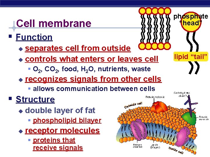 Cell membrane phosphate “head” § Function separates cell from outside u controls what enters