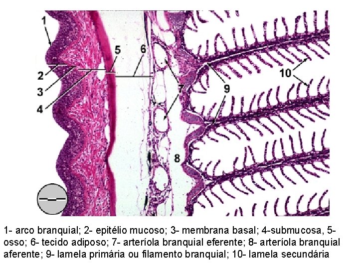 1 - arco branquial; 2 - epitélio mucoso; 3 - membrana basal; 4 -submucosa,