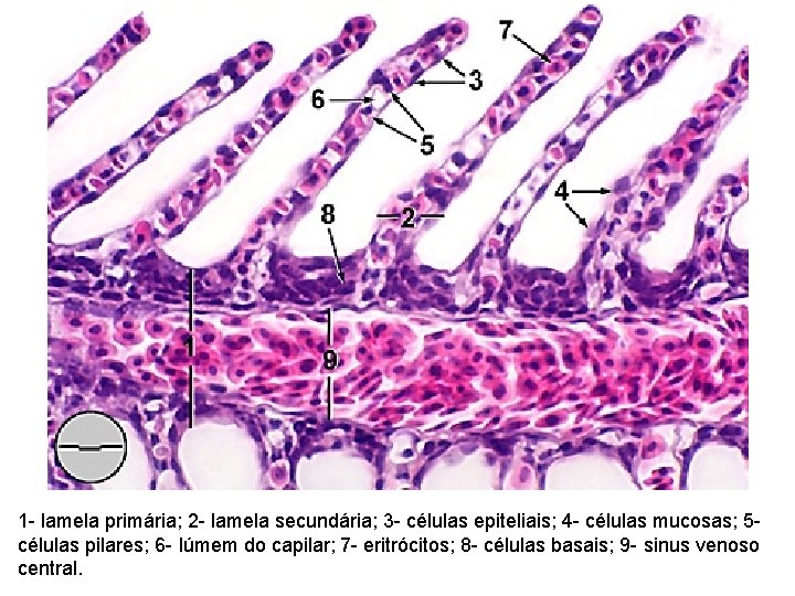 1 - lamela primária; 2 - lamela secundária; 3 - células epiteliais; 4 -