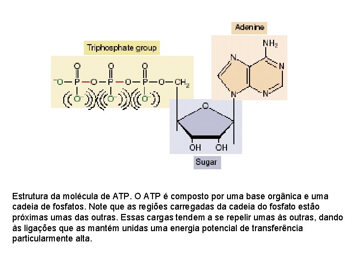 Estrutura da molécula de ATP. O ATP é composto por uma base orgânica e