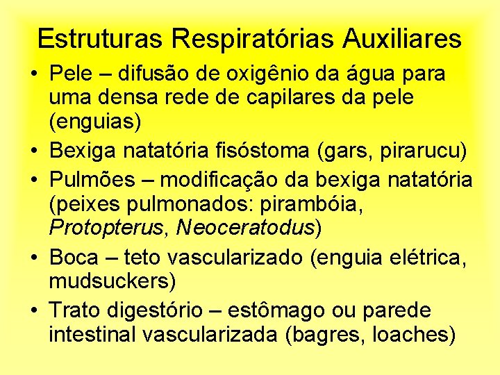 Estruturas Respiratórias Auxiliares • Pele – difusão de oxigênio da água para uma densa