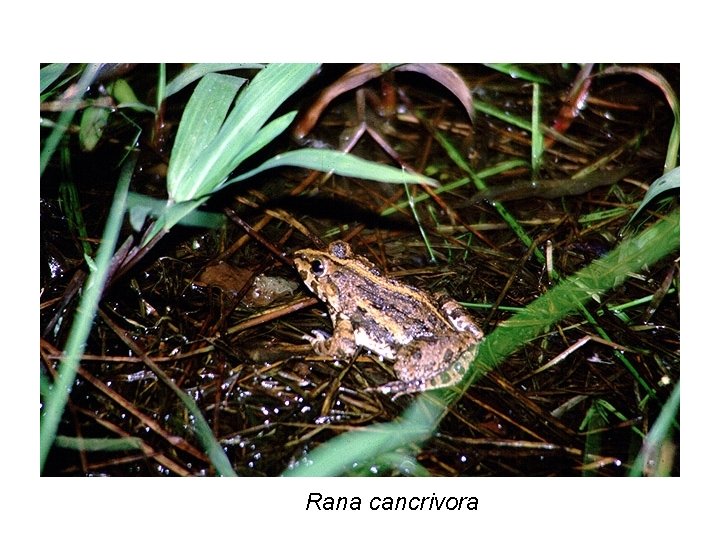 Rana cancrivora 