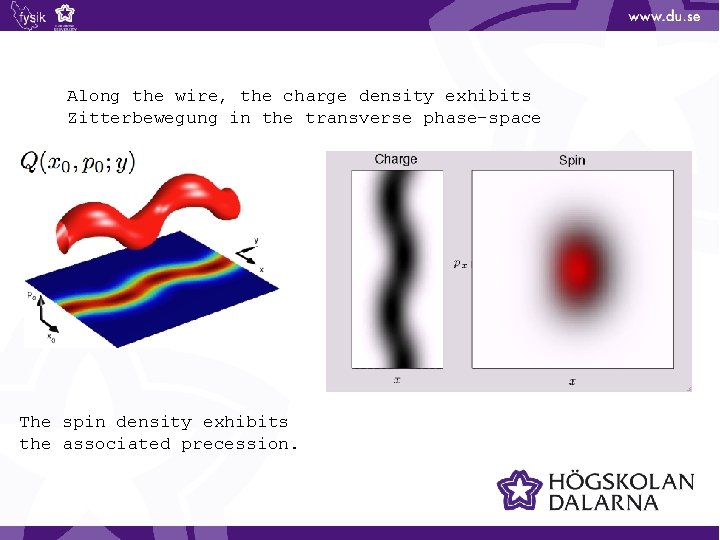Along the wire, the charge density exhibits Zitterbewegung in the transverse phase-space The spin