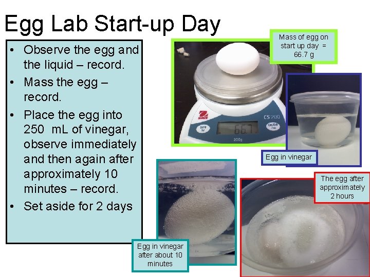 Egg Lab Start-up Day • Observe the egg and the liquid – record. •