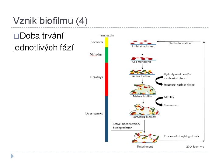 Vznik biofilmu (4) �Doba trvání jednotlivých fází 