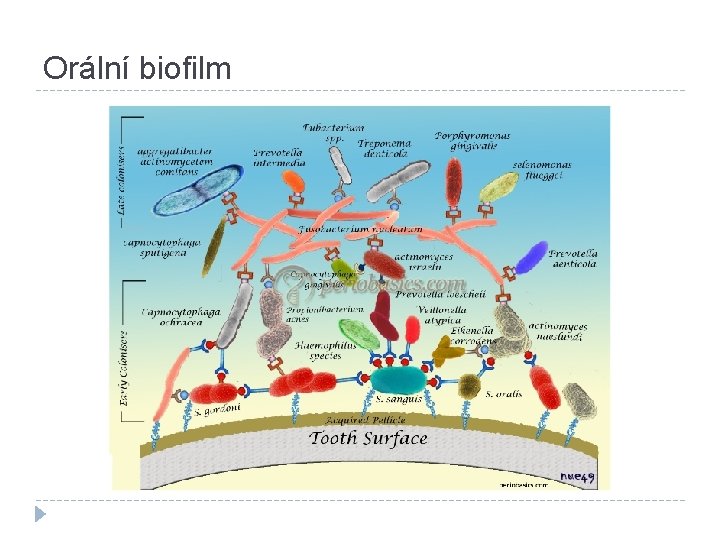 Orální biofilm 