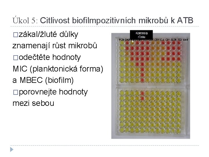 Úkol 5: Citlivost biofilmpozitivních mikrobů k ATB �zákal/žluté důlky znamenají růst mikrobů �odečtěte hodnoty