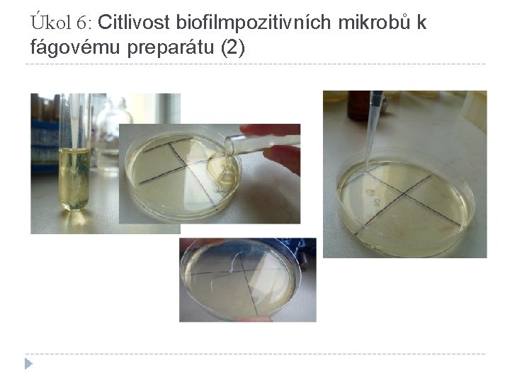 Úkol 6: Citlivost biofilmpozitivních mikrobů k fágovému preparátu (2) 