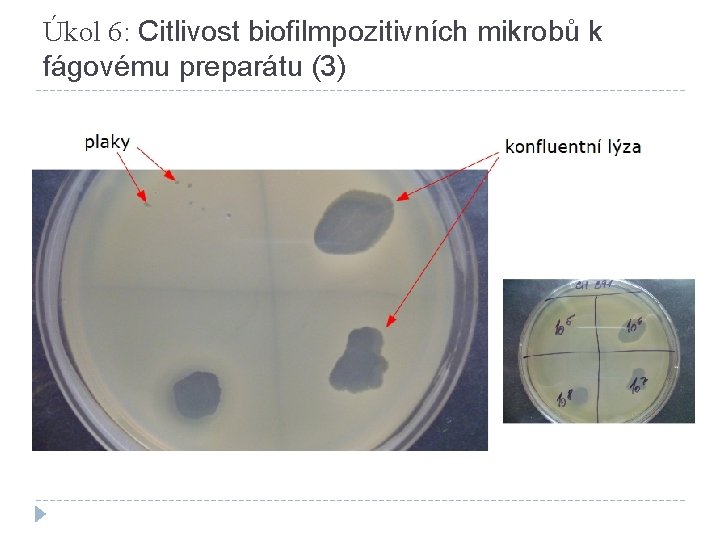 Úkol 6: Citlivost biofilmpozitivních mikrobů k fágovému preparátu (3) 