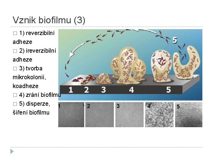 Vznik biofilmu (3) 1) reverzibilní adheze � 2) ireverzibilní adheze � 3) tvorba mikrokolonií,