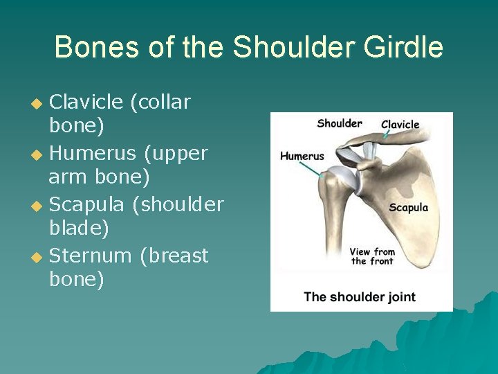 Bones of the Shoulder Girdle Clavicle (collar bone) u Humerus (upper arm bone) u