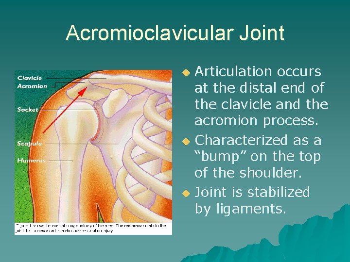 Acromioclavicular Joint Articulation occurs at the distal end of the clavicle and the acromion