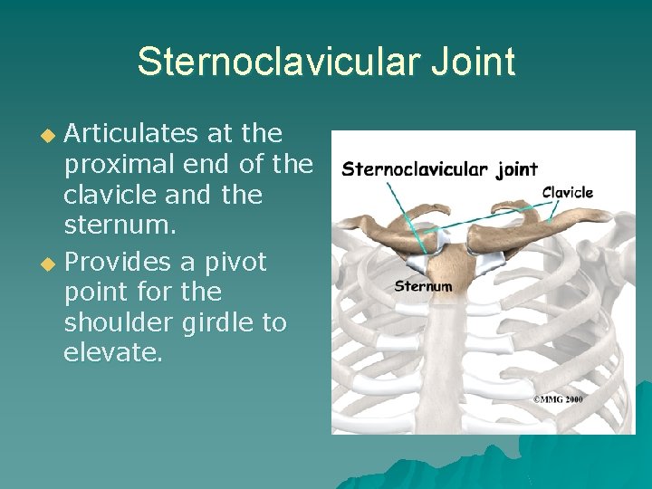 Sternoclavicular Joint Articulates at the proximal end of the clavicle and the sternum. u