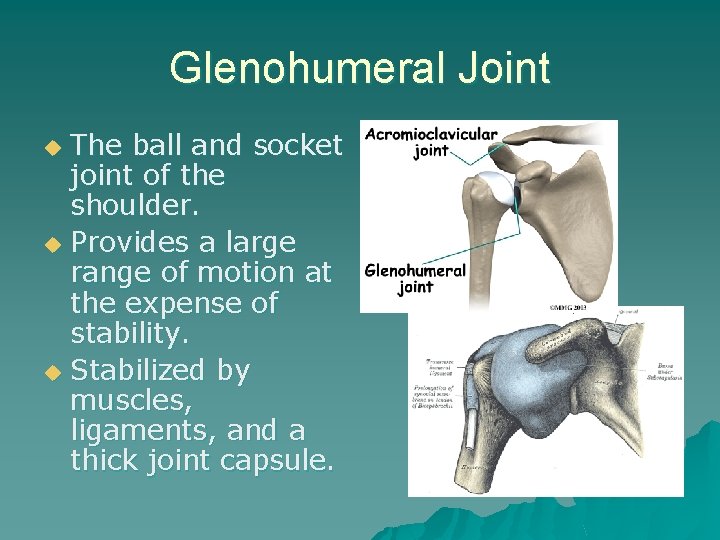 Glenohumeral Joint The ball and socket joint of the shoulder. u Provides a large