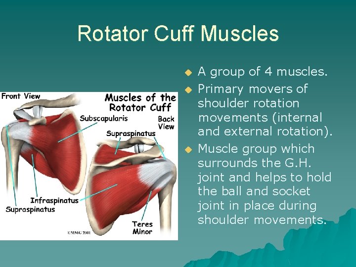 Rotator Cuff Muscles u u u A group of 4 muscles. Primary movers of