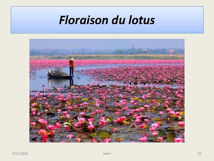 Floraison du lotus 9/11/2021 Henri 18 