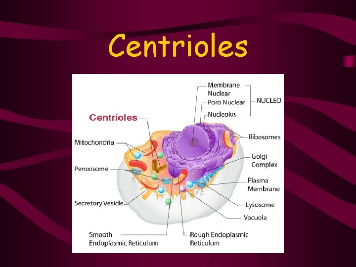 Centrioles 10 