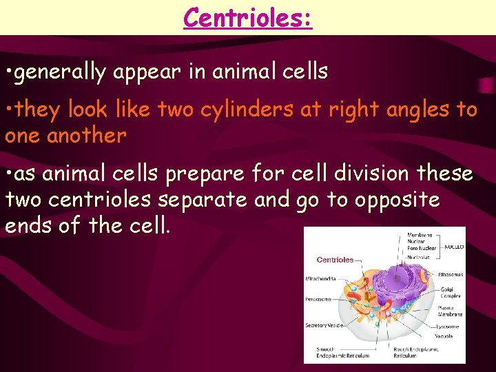 Centrioles: • generally appear in animal cells • they look like two cylinders at