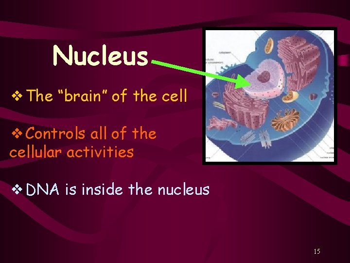 Nucleus ❖The “brain” of the cell ❖Controls all of the cellular activities ❖DNA is