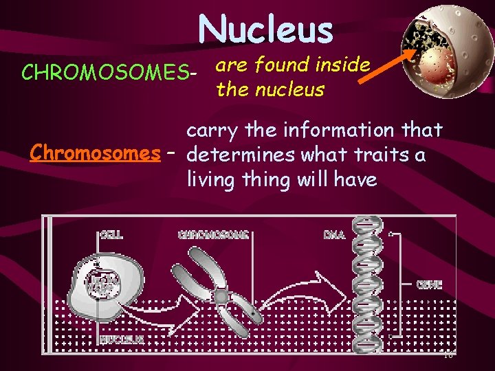 Nucleus CHROMOSOMES- are found inside the nucleus carry the information that Chromosomes – determines