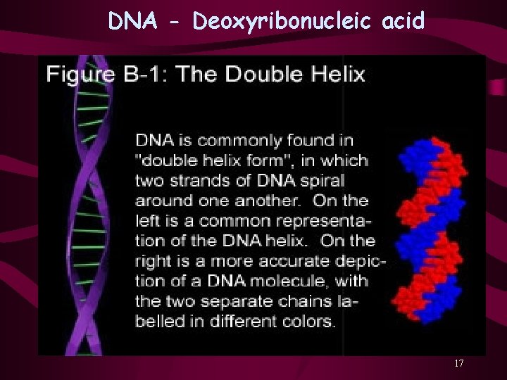 DNA - Deoxyribonucleic acid 17 