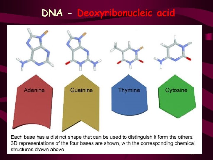 DNA - Deoxyribonucleic acid 19 