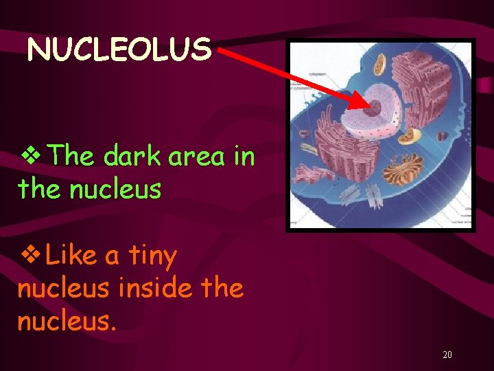 NUCLEOLUS ❖The dark area in the nucleus ❖Like a tiny nucleus inside the nucleus.