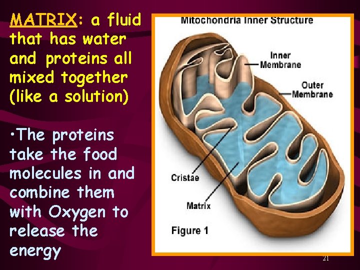 MATRIX: a fluid that has water and proteins all mixed together (like a solution)