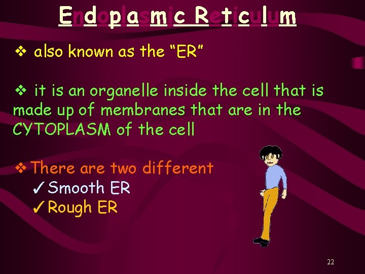 Endoplasmic Reticulum ❖ also known as the “ER” ❖ it is an organelle inside
