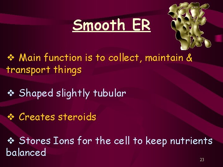 Smooth ER ❖ Main function is to collect, maintain & transport things ❖ Shaped
