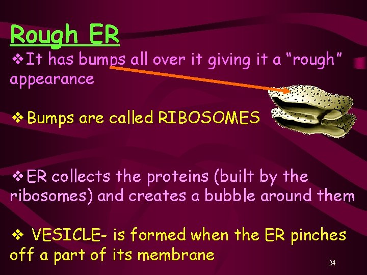 Rough ER ❖It has bumps all over it giving it a “rough” appearance ❖Bumps