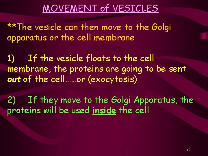 MOVEMENT of VESICLES **The vesicle can then move to the Golgi apparatus or the