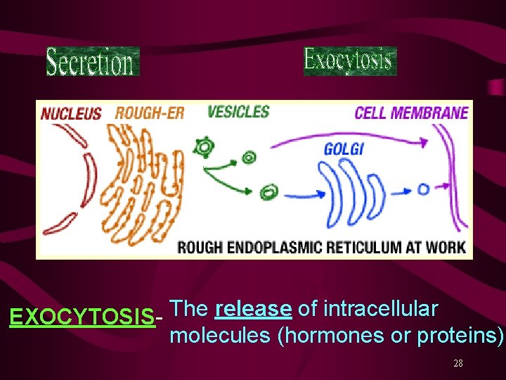 EXOCYTOSIS- The release of intracellular molecules (hormones or proteins) 28 